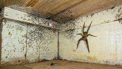 Encontró una araña venenosa gigante debajo bajo su cama, la fotografió y ganó prestigioso premio
