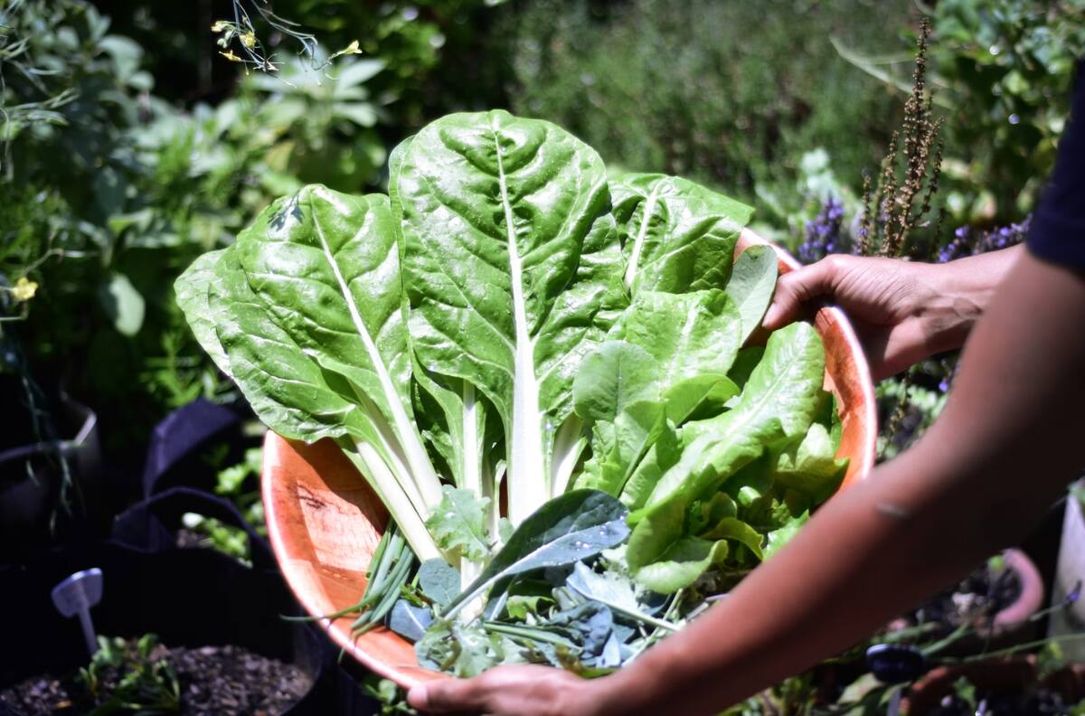 Este superalimento te ayudará con la diabetes, el cáncer y la salud de tu corazón