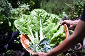 Este superalimento te ayudará con la diabetes, el cáncer y la salud de tu corazón
