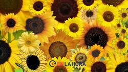 Acertijo visual: Encuentra la flor que no pertenece a la imagen