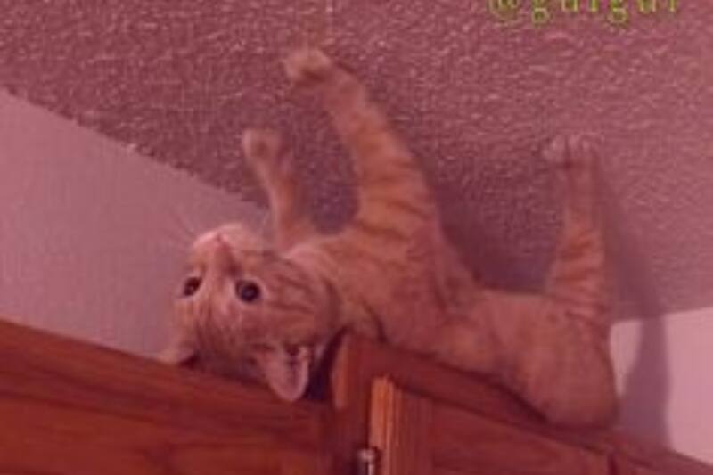 Acuario, destaca por ser un signo de aire muy divertido y rebelde.