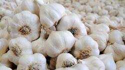 Si quieres mejorar la circulación de tus piernas entonces debes comer ajo