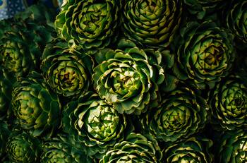 ¿Cómo conservar alcachofas frescas? Consejos prácticos para mantener su sabor y frescura