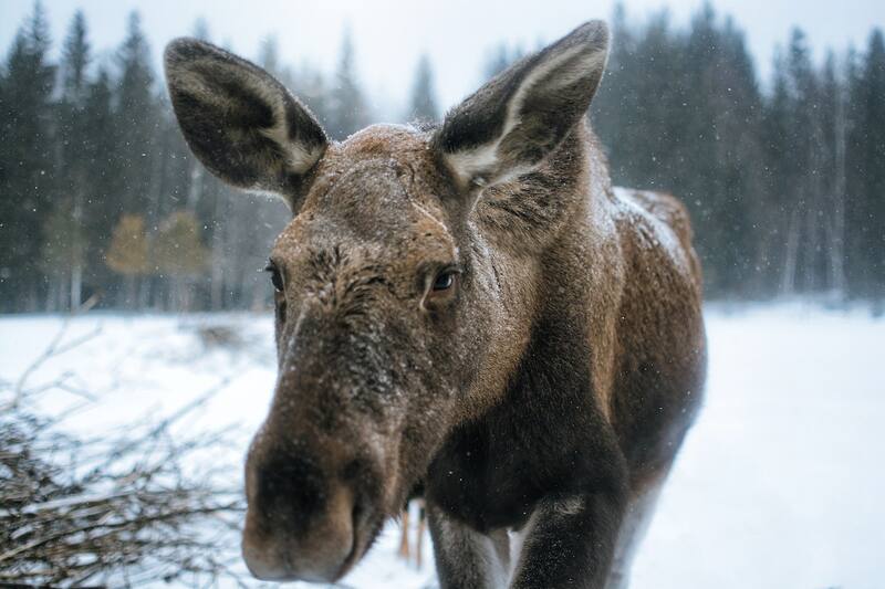 Alce en hospital de Alaska.