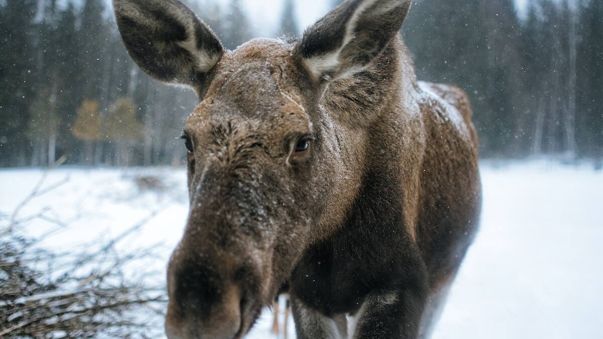 VIDEO | Joven alce irrumpe en hospital de Alaska