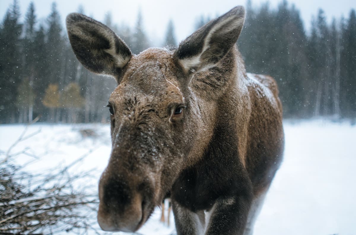 VIDEO | Joven alce irrumpe en hospital de Alaska