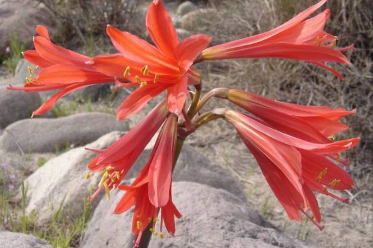 La estrella GJ 367 fue nombrada en honor a esta flor.
