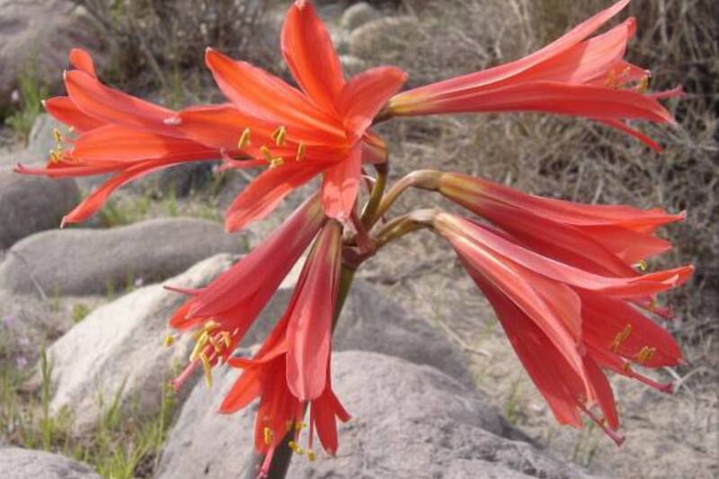 La estrella GJ 367 fue nombrada en honor a esta flor.
