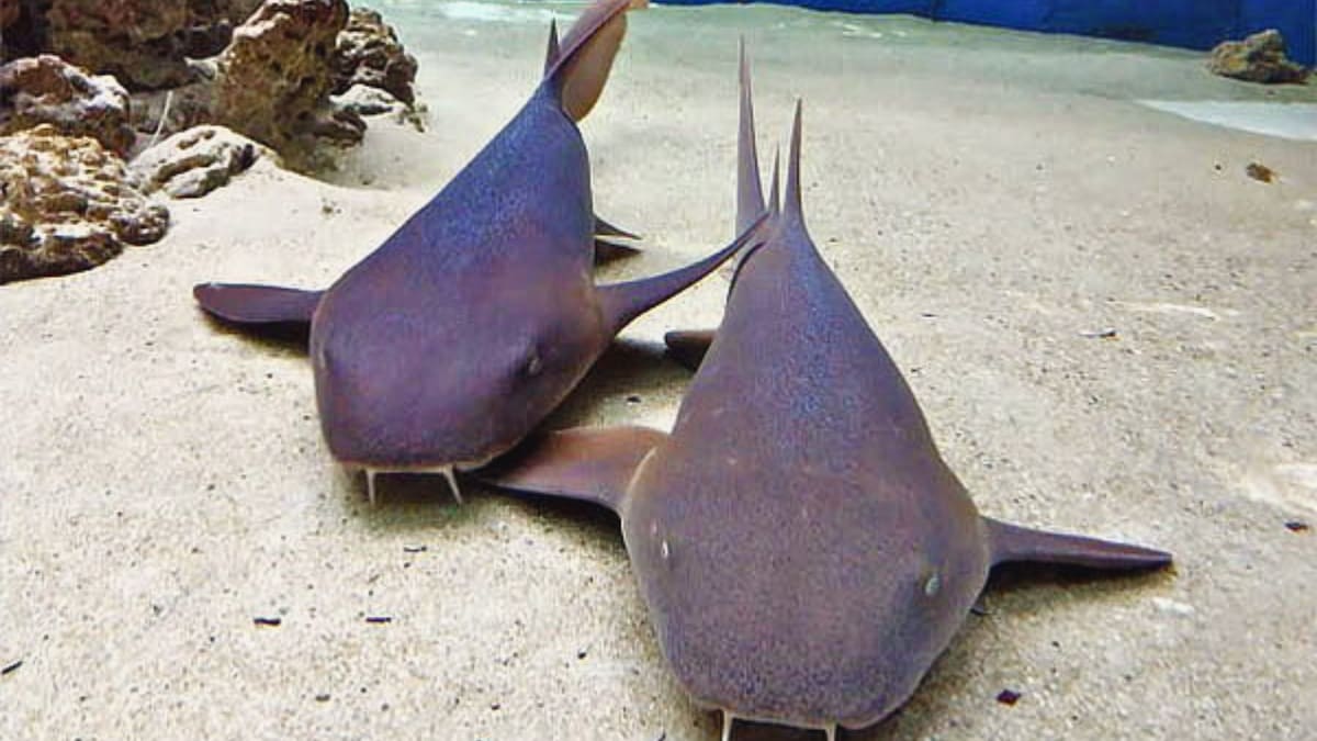 Tiburones y más de mil especies en 300 metros cuadrados: el panorama marino imperdible en pleno centro de Santiago