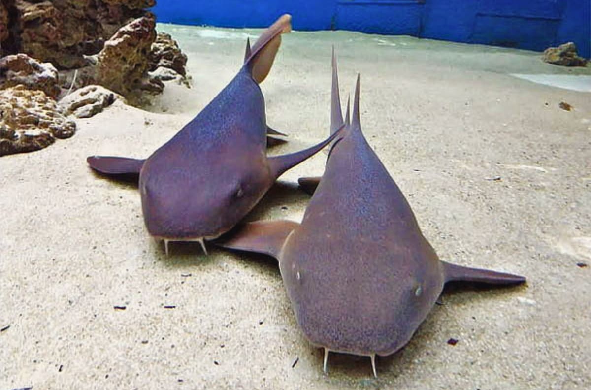 Tiburones y más de mil especies en 300 metros cuadrados: el panorama marino imperdible en pleno centro de Santiago