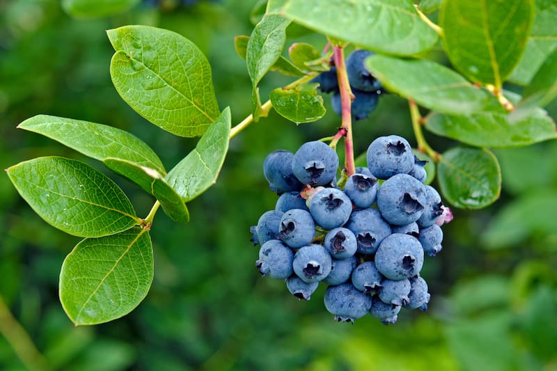 Conoce todos sus beneficios.