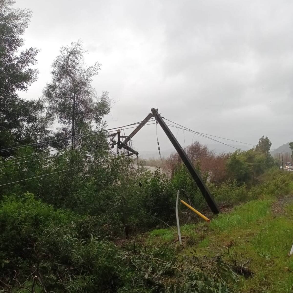 Árboles caídos en Biobío por el sistema frontal. Créditos: @CGE_Clientes