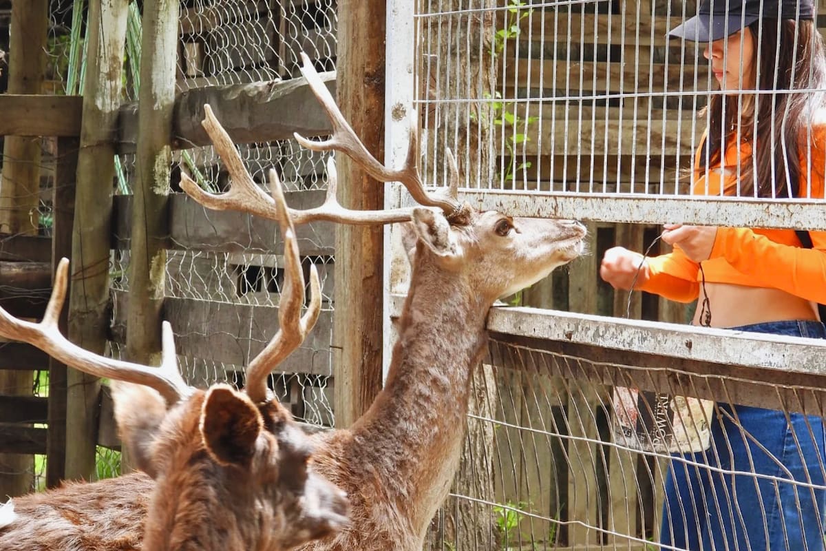 Tiene de todo tipo de animales. Foto: Arca del Pequén.