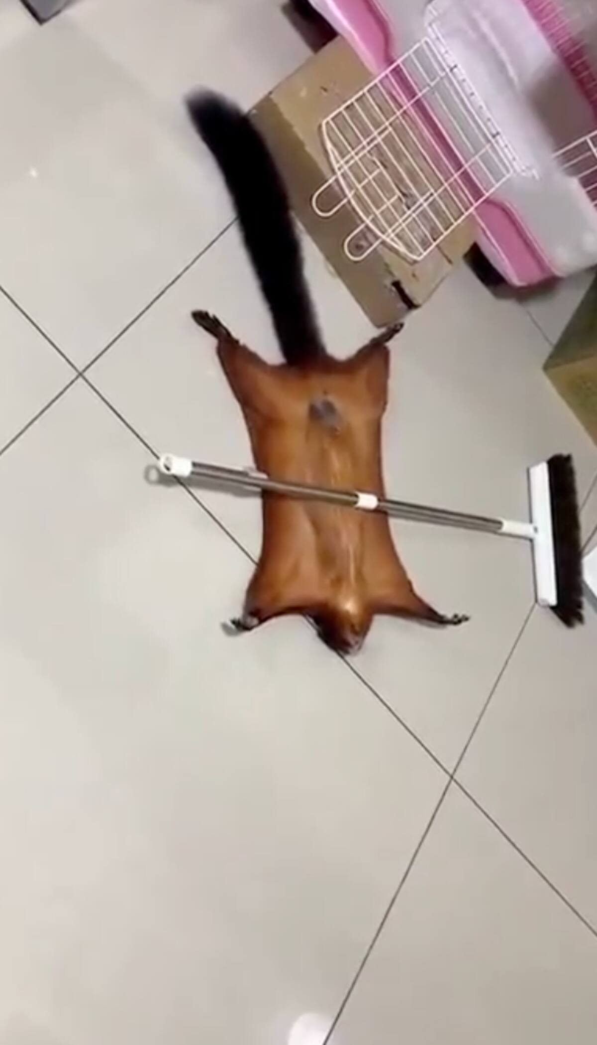 El animal fingió su propia muerte de una trágica manera.