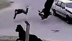 VIDEO | Joven de 16 años robó un caballo y terminó volando por los aires tras ser chocado por un auto