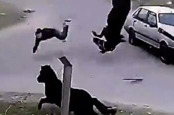 VIDEO | Joven de 16 años robó un caballo y terminó volando por los aires tras ser chocado por un auto