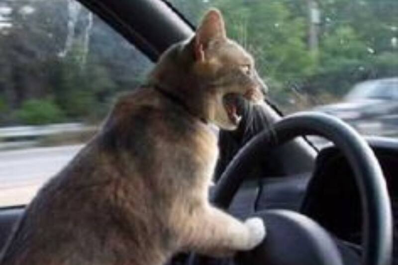 ¡Aries es tan empoderado y enérgico como este gato que maneja!