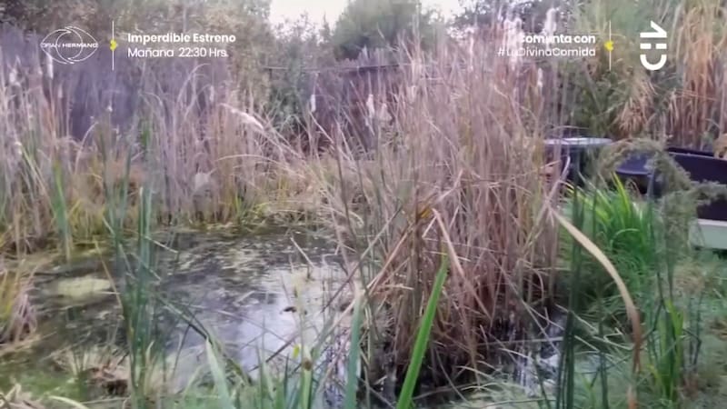 Otra de sus lagunas. Créditos: CHV.
