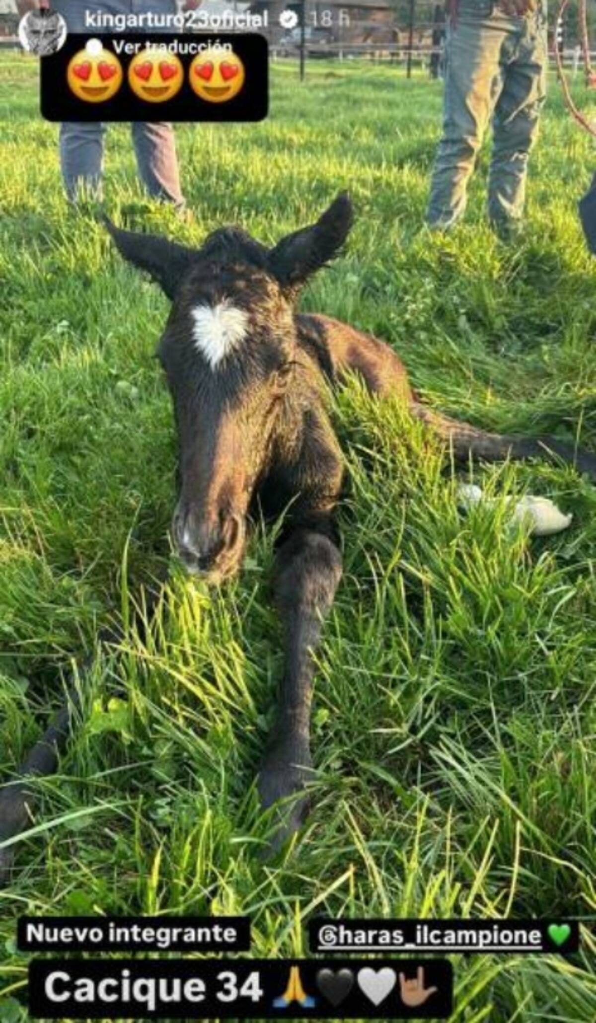 El nuevo caballo que presentó Arturo Vidal en sus redes sociales.