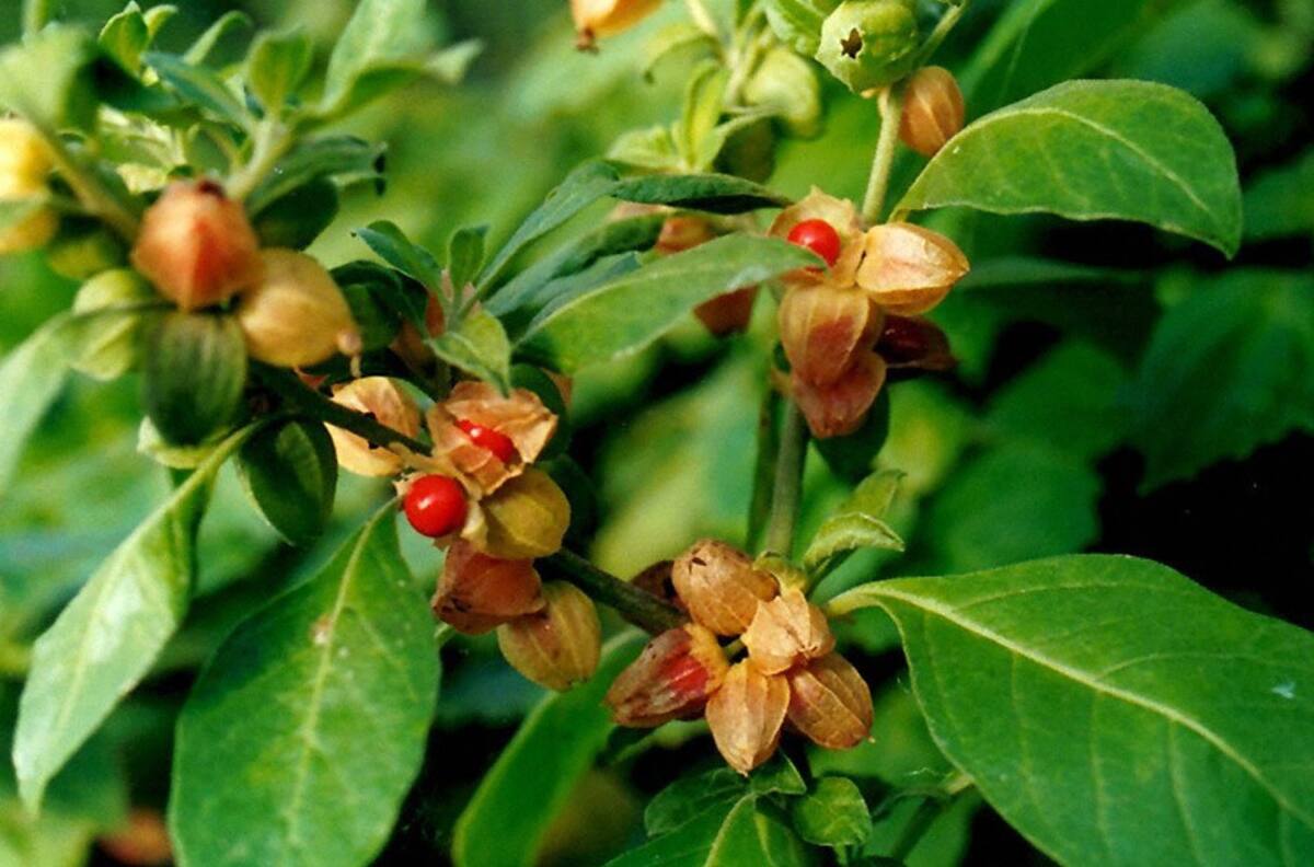 ¿Qué es la Ashwagandha y cómo te podría a ayudar a manejar el estrés?