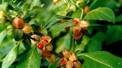 ¿Qué es la Ashwagandha y cómo te podría a ayudar a manejar el estrés?