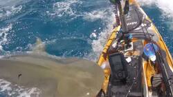 VIDEO | Ataque de un tiburón a un pescador en Hawái es viral en redes