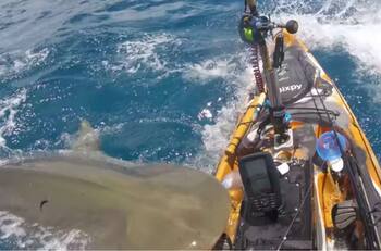 VIDEO | Ataque de un tiburón a un pescador en Hawái es viral en redes