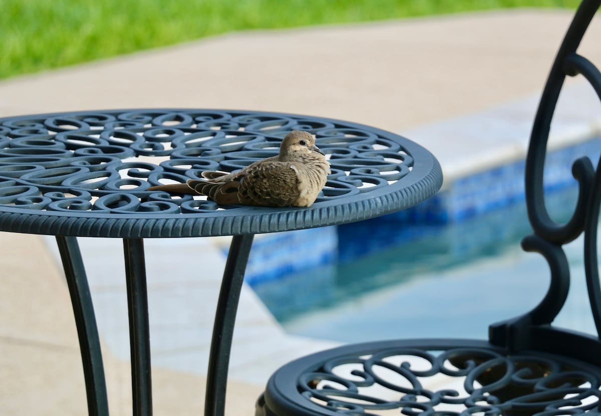 El problema de las aves es que sus fecas son corrosivas para nuestros espacios y traen enfermedades - Foto: Befunky