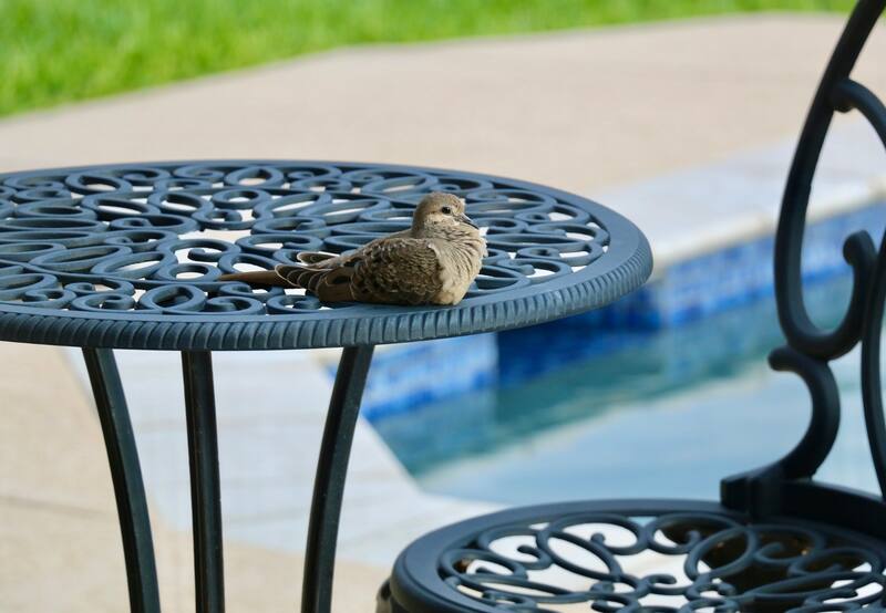 El problema de las aves es que sus fecas son corrosivas para nuestros espacios y traen enfermedades - Foto: Befunky