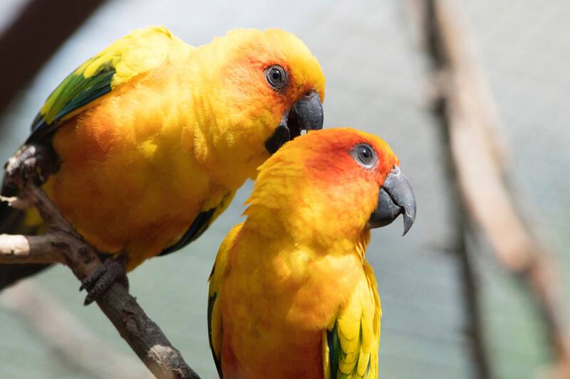 Hay más de 800 aves que podrás ver mientras paseas. Créditos: Parque Tricao.