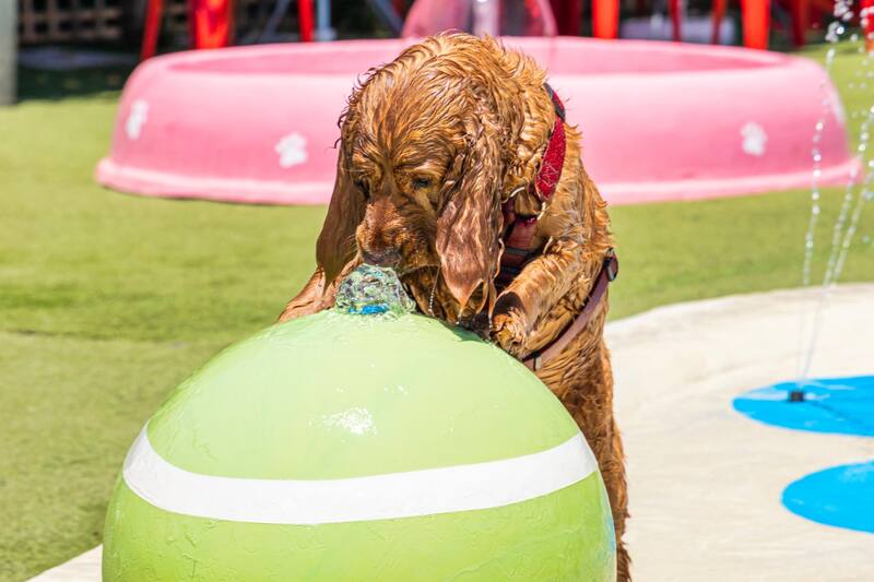 Tu mascota podrá pasar un verano increíble en Aviva Parque Acuático Canino.