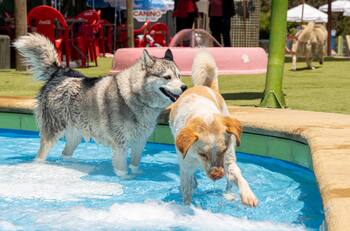 ¡El único parque acuático canino de Chile! Conoce sus valores y horarios