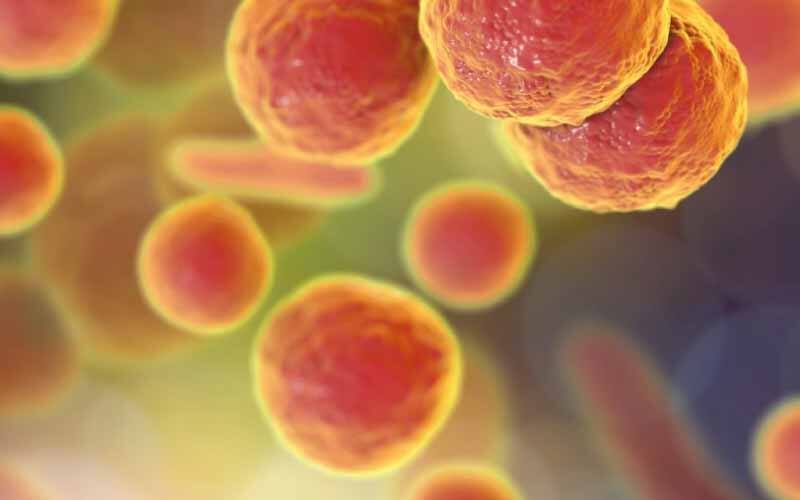 Dos menores de edad han fallecido en Chile producto de la bacteria Mycoplasma.