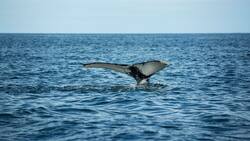 VIDEO | “Pensé que me había comido”: habló el hombre que fue tragado y expulsado por una ballena en Punta Arenas