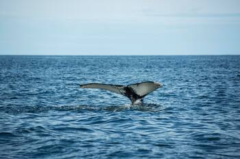 VIDEO | “Pensé que me había comido”: habló el hombre que fue tragado y expulsado por una ballena en Punta Arenas