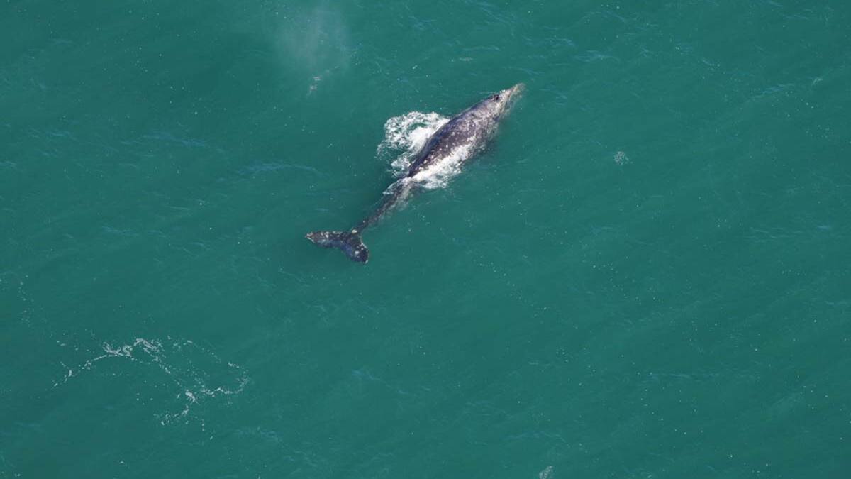 ¡Se creía extinta! Científicos captan especie de ballena en el océano Atlántico
