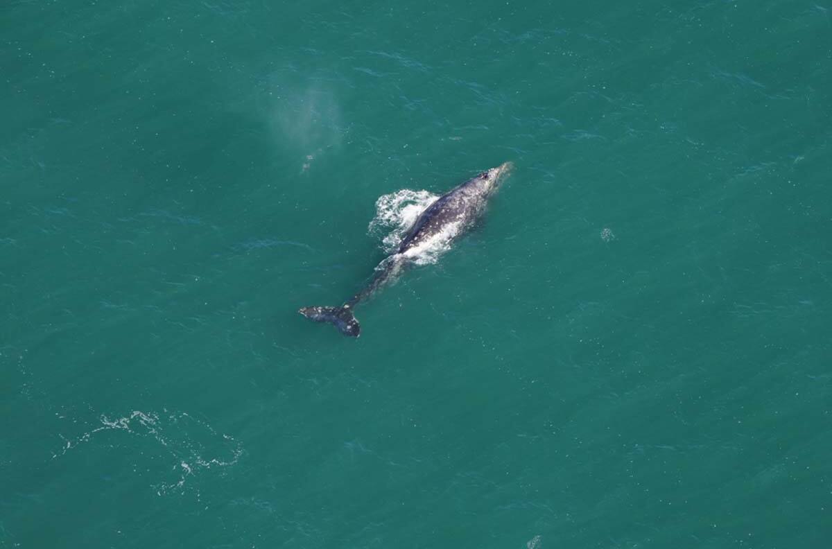 ¡Se creía extinta! Científicos captan especie de ballena en el océano Atlántico