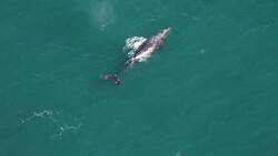 ¡Se creía extinta! Científicos captan especie de ballena en el océano Atlántico