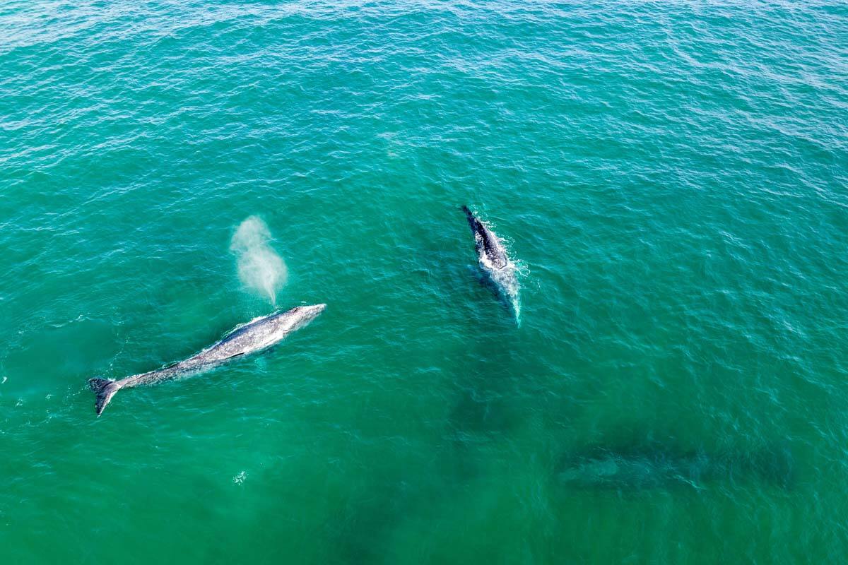 Estas especie de ballenas que habitan en el norte del océano Pacífico pueden llegar a pesar hasta 27.215 kilos.