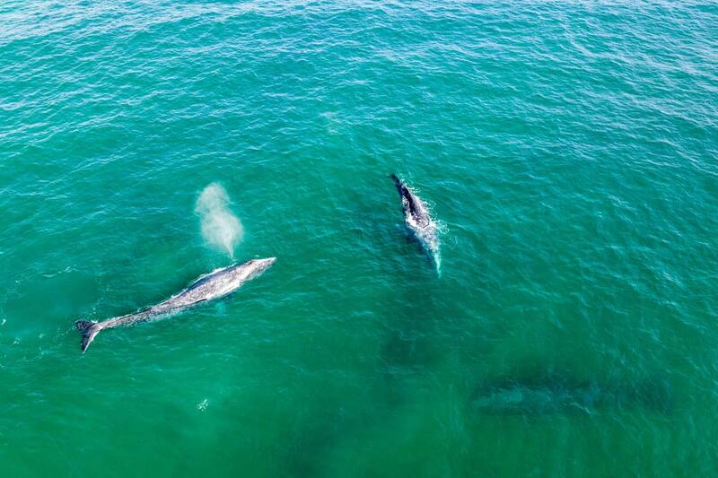 Estas especie de ballenas que habitan en el norte del océano Pacífico pueden llegar a pesar hasta 27.215 kilos.