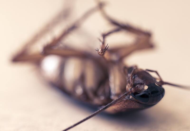 Las baratas o cucarachas pueden ser infecciosas y gustan de poner sus huevos en lugares cálidos y húmedos.