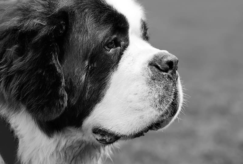 Perros más famosos del mundo.