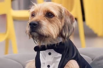 Esta es la primera foto de Bigote en Chile previo a la final de “Gran Hermano”