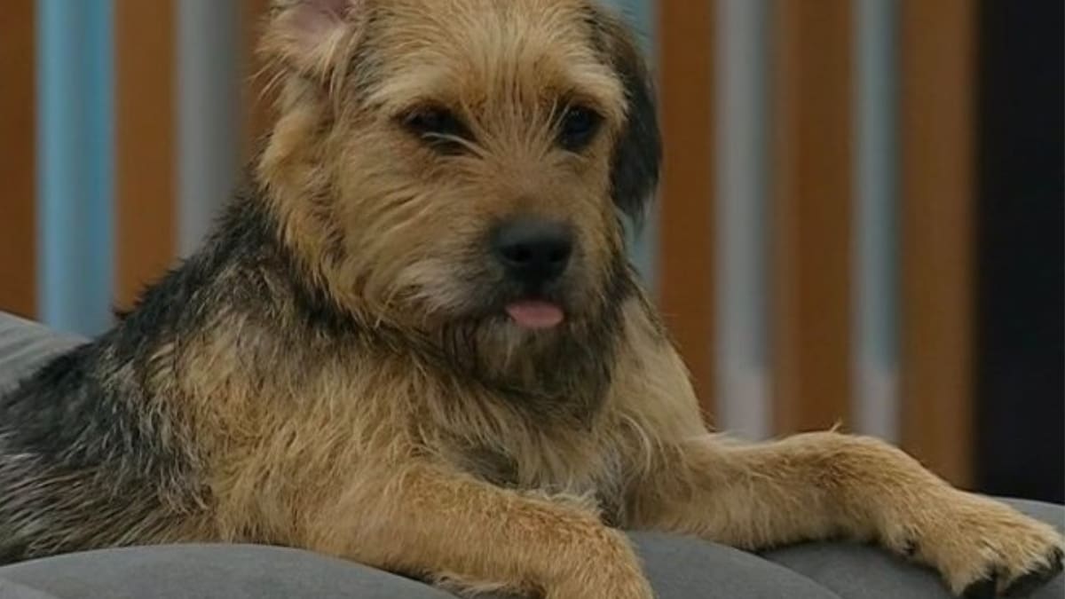 Bigote tiene su primera amiga en Chile: Conoció y jugó con la hija perruna de Natalia Valdebenito