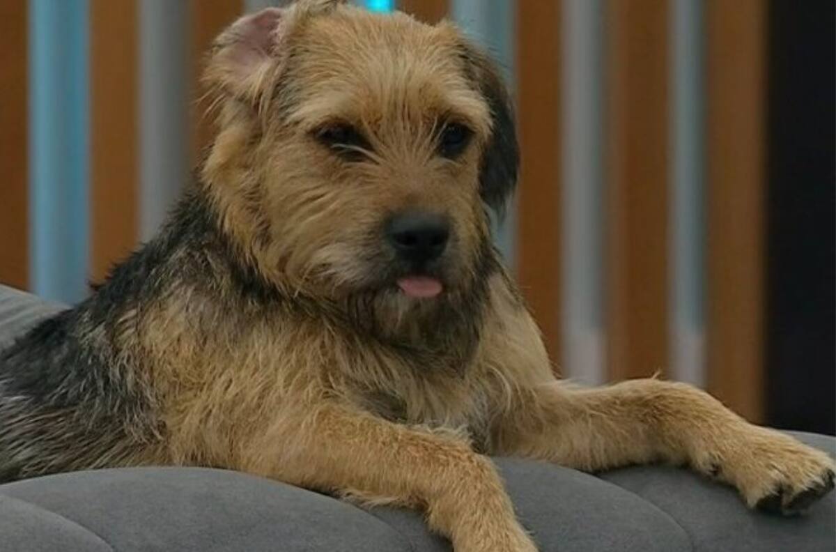 Bigote tiene su primera amiga en Chile: Conoció y jugó con la hija perruna de Natalia Valdebenito