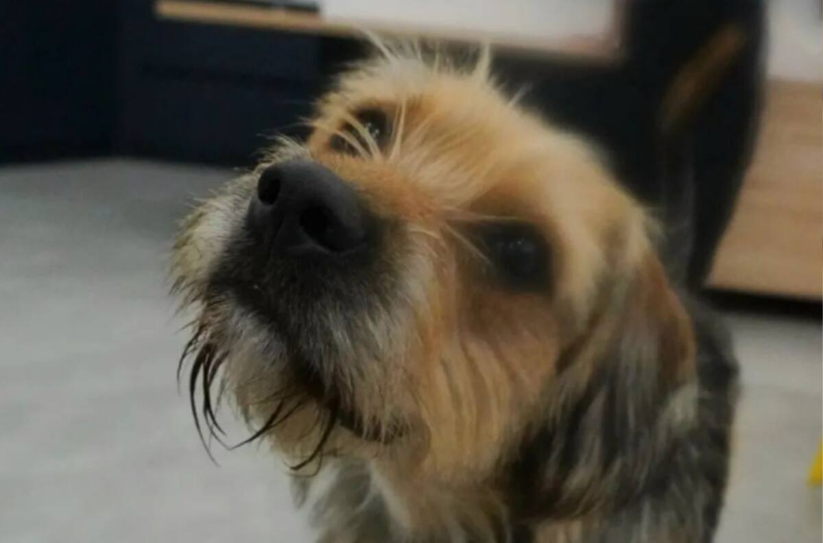 Rumbo a una nueva vida: Estas son las condiciones en las que viajará Bigote de “Gran Hermano” Chile