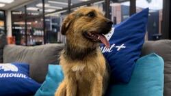 ¡Bigote ya está en Chile!: Así han sido las primeras horas en su nueva vida tras salir de “Gran Hermano”