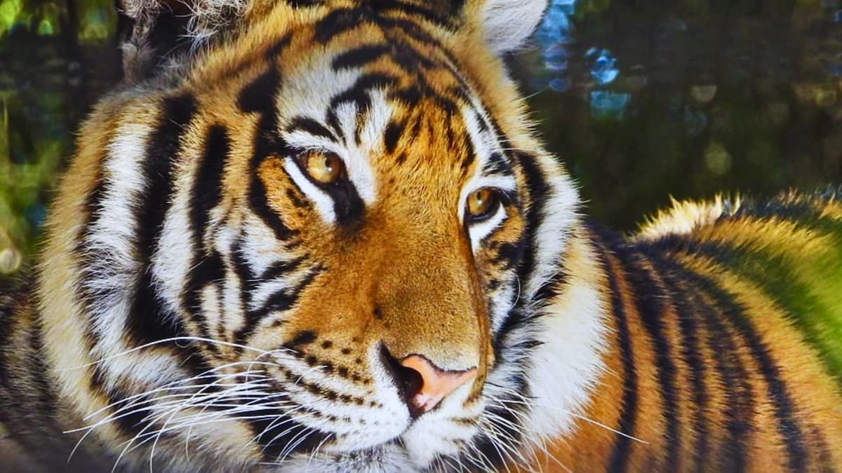 Panorama con leones y tigres: El espectacular parque natural para visitar en familia cerca de Concepción