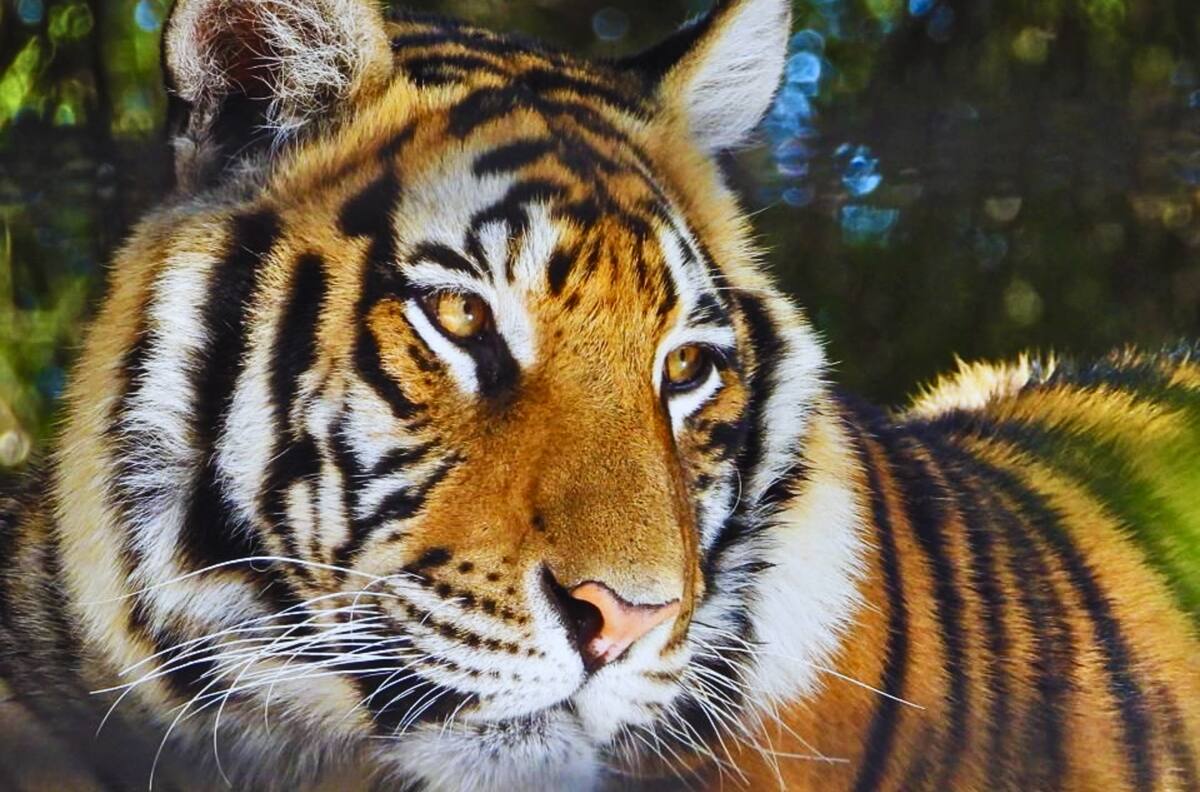 Panorama con leones y tigres: El espectacular parque natural para visitar en familia cerca de Concepción
