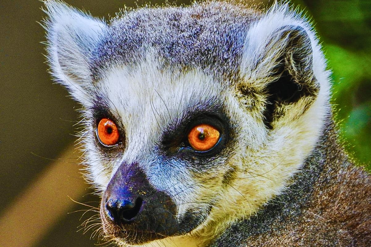 Se encuentra en la Región de Ñuble y ofrece un inolvidable panorama. Foto: Bioparque Quillón.